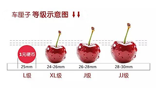 车厘子商标注册应该如何选择？